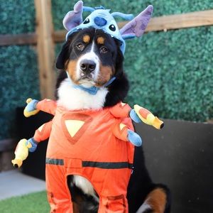 Dog costume stitch xl